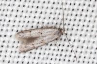 Symmocoides oxybiella