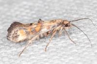 Epermenia pontificella