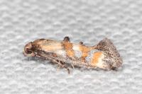 Epermenia pontificella