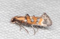 Epermenia pontificella