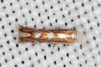 Phyllonorycter rebimbasi