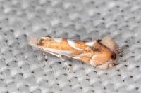 Phyllonorycter rebimbasi