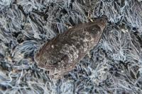 Grapholita molesta