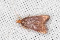 Eurodachtha pallicornella