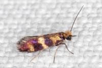 Micropterix aglaella