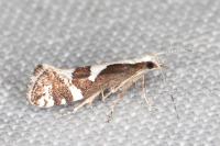 Eidophasia syenitella