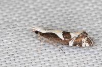 Eidophasia syenitella