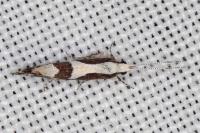 Eidophasia syenitella