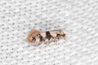 Infurcitinea atrifasciella