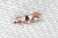 Infurcitinea atrifasciella