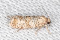 Isotrias stramentana