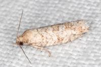 Isotrias stramentana