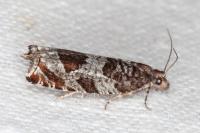 Ancylis achatana