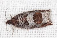 Ancylis achatana