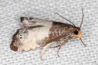 Notocelia cynosbatella