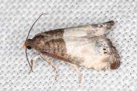 Notocelia cynosbatella