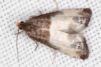 Notocelia cynosbatella