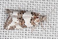 Xerocnephasia rigana