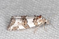 Xerocnephasia rigana