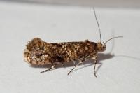 Acrolepia autumnitella