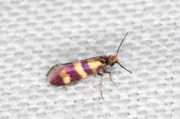 Micropterix aglaella