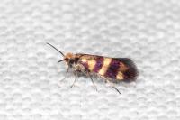 Micropterix aglaella