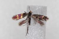 Micropterix aglaella