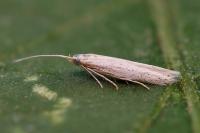 Coleophora luciennella