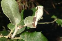 Acrocercops brongniardella