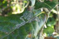 Acrocercops brongniardella