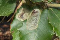 Phyllonorycter belotella