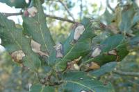 Ectoedemia heringella