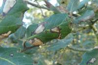 Ectoedemia heringella