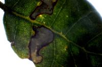Ectoedemia heringella