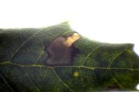 Ectoedemia heringella