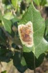 Phyllonorycter belotella
