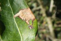 Ectoedemia heringella
