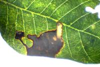 Ectoedemia heringella