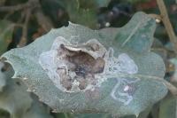 Acrocercops brongniardella