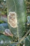 Phyllonorycter belotella