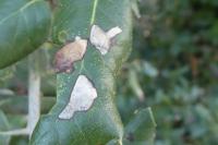 Ectoedemia heringella