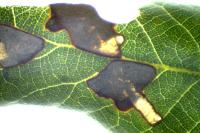 Ectoedemia heringella