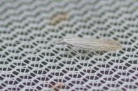 Coleophora conyzae