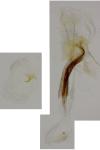 Coleophora conyzae
