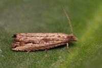 Bactra venosana