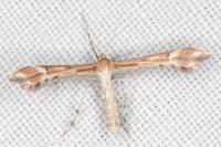 Marasmarcha lunaedactyla