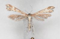 Marasmarcha lunaedactyla