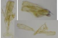 Elachista stabilella