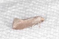 Elachista pigerella