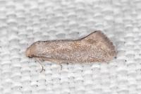 Elachista pigerella